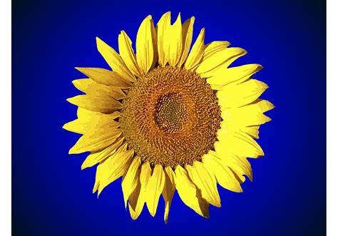 sunflower vector art|sunflower vector free download.